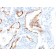 Cytokeratin 7(K72.7), CF647 conjugate, 0.1mg/mL