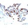 Cytokeratin 8(KRT8/803), CF647 conjugate, 0.1mg/mL