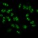 Nucleolin(NCL/902), CF647 conjugate, 0.1mg/mL
