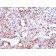 CD68(CD68/G2), CF647 conjugate, 0.1mg/mL