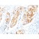 Cytokeratin 7/17(C-46),  CF647 conjugate, 0.1mg/mL