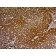 Hepatocyte Specific(HepPar1), CF647 conjugate, 0.1mg/mL