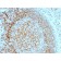 CD70(TNFS7/1026), CF647 conjugate, 0.1mg/mL
