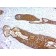 Cytokeratin, HMW(KRTH/1076), CF647 conjugate, 0.1mg/mL