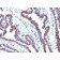 EMI1(EMI1/1176), CF647 conjugate, 0.1mg/mL