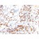 p27 / KIP1(DCS-72.F6 + KIP1/769 (SX53G8)), CF647 conjugate, 0.1mg/mL