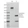 Creatine Kinase-BB (CK-BB) (CKBB/1268), CF647 conjugate, 0.1mg/mL