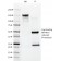 Cytokeratin 10 (Suprabasal Epithelial Marker)(AE20), CF647 conjugate, 0.1mg/mL