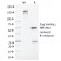 MLH1 (MutL Homolog 1)(MLH1/1324), CF647 conjugate, 0.1mg/mL