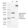 BRCA1 (Breast Marker) (BRCA1/1472), CF647 conjugate, 0.1mg/mL