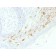 CD1a / HTA1 (Mature Langerhans Cells Marker) (C1A/1506R), CF647 conjugate, 0.1mg/mL