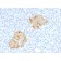 TNF-alpha (Tumor Necrosis Factor alpha), CF647 conjugate, 0.1mg/mL