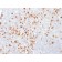 Human IgG (Immunoglobulin Gamma Heavy Chain) (B-Cell Marker) (rIG266), CF647 conjugate, 0.1mg/mL