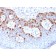 MART-1 / Melan-A / MLANA (Melanoma Marker) (rMLANA/788), CF647 conjugate, 0.1mg/mL