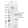 CD79b (B-Cell Marker) (IGB/1844), CF647 conjugate, 0.1mg/mL