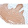 Cytokeratin, Multi (Epithelial Marker)(rKRT/457), CF647 conjugate, 0.1mg/mL
