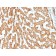 Prohibitin (Mitochondrial Marker)(PHB/1882), CF647 conjugate, 0.1mg/mL