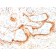 Elastin (ELN) (Marker of Arterial Stiffness and Atherosclerosis) (ELN/1981), CF647 conjugate, 0.1mg/mL