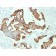 Cytokeratin 20 (KRT20) (Colorectal Epithelial Marker) (KRT20/1992), CF647 conjugate, 0.1mg/mL