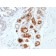 Mammaglobin (SCGB2A2) (Breast Cancer Marker) (MGB1/2000), CF647 conjugate, 0.1mg/mL