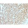 CD45 / LCA (Leucocyte Marker) (PTPRC/1783R + PTPRC/1975R), CF647 conjugate, 0.1mg/mL