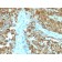 gp100 / Melanosome / PMEL17 / SILV (Melanoma Marker) (PMEL/2038), CF647 conjugate, 0.1mg/mL