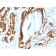 Prostate Specific Acid Phosphatase (PSAP) (rACPP/1338), CF647 conjugate, 0.1mg/mL