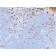 Human Kappa Light Chain (B-Cell Marker) (rL1C1), CF647 conjugate, 0.1mg/mL