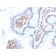 MAPK14(CPTC-MAPK14-1), CF647 conjugate, 0.1mg/mL