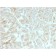 CFTR (Cystic Fibrosis Transmembrane Conductance Regulator)(rCFTR/1342), CF647 conjugate, 0.1mg/mL