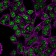 Ki-67 (Proliferating Cell Marker) (MKI67/2462), CF647 conjugate, 0.1mg/mL