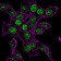 Ki-67 (Proliferating Cell Marker) (MKI67/2465), CF647 conjugate, 0.1mg/mL