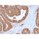 Lactoylglutathione Lyase(CPTC-GLO1-3), CF647 conjugate, 0.1mg/mL