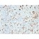 CD68 (Macrophage Marker)(C68/2511), CF647 conjugate, 0.1mg/mL
