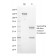EZH2 / KMT6(EZH2/2536), CF647 conjugate, 0.1mg/mL