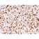 NGF-Receptor (p75) / CD271 (Soft Tissue Tumor Marker)(rNGFR/1965), CF647 conjugate, 0.1mg/mL