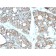 Biotium BNC472616-100, Cadherin 17 / LI Cadherin (Liver-Intestine Marker)(CDH17/2616), CF647 conjugate, 0.1mg/mL