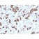 Prolactin (Pituitary Tumor Marker)(PRL/2644), CF647 conjugate, 0.1mg/mL
