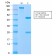 VLDL-Receptor (Very Low Density Lipoprotein Receptor)(VLDLR/2896R), CF647 conjugate, 0.1mg/mL