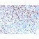 Microphthalmia Transcription Factor (MITF)(MITF/2987R), CF647 conjugate, 0.1mg/mL