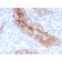 Desmoglein-1 (DSG1)(32-2B), CF647 conjugate, 0.1mg/mL