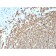 Biotium BNC473411-500, CD20/ MS4A1 (B-Cell Marker)(MS4A1/3411), CF647 conjugate, 0.1mg/mL