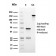 Ornithine Decarboxylase-1 (ODC-1)(rODC1/485), CF647 conjugate, 0.1mg/mL