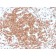Biotium BNC473631-100, CD3e (T-Cell Marker)(rC3e/1308), CF647 conjugate, 0.1mg/mL
