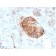 MTAP (Tumor Suppressor Marker)(rMTAP/1813), CF647 conjugate, 0.1mg/mL
