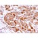 FABP5 (Marker of Metastatic Potential in Colorectal Cancer)(FABP5/3750), CF647 conjugate, 0.1mg/mL