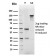 GLUT-1 (Tumor Progression and Mesothelioma Marker)(rGLUT1/2476), CF647 conjugate, 0.1mg/mL