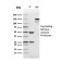 Human Immunoglobulin Alpha (IgA) Heavy Chain(rHISA43), CF647 conjugate, 0.1mg/mL