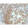 CD45RA(158-4D3), CF555 conjugate, 0.1mg/mL