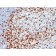 ZAP70(ZAP70/528 + 2F3.2), CF555 conjugate, 0.1mg/mL